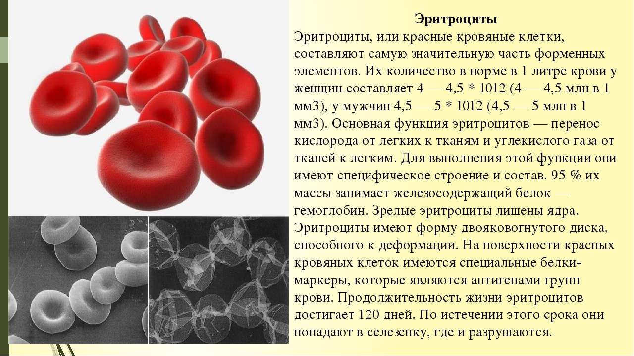 Эритроцит функции клетки. Форменные элементы крови в 1 литре крови. Эритроциты. Эротроциты красный кровяные клетки. Эритроциты в организме.
