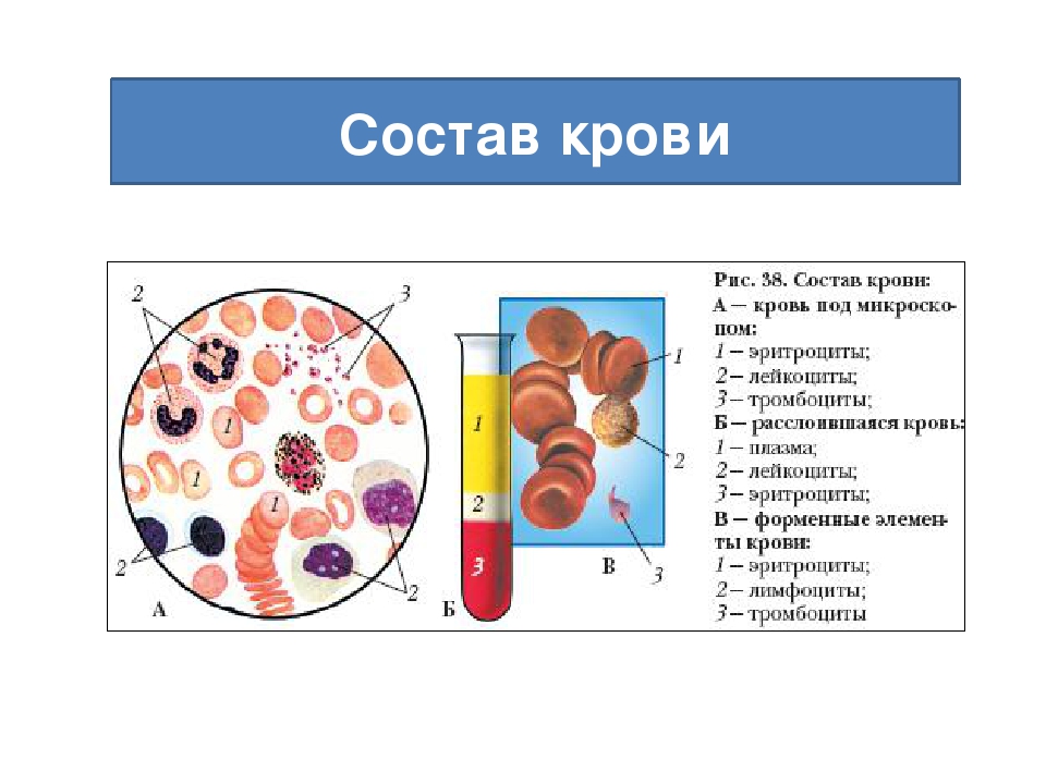 Строение крови человека схема