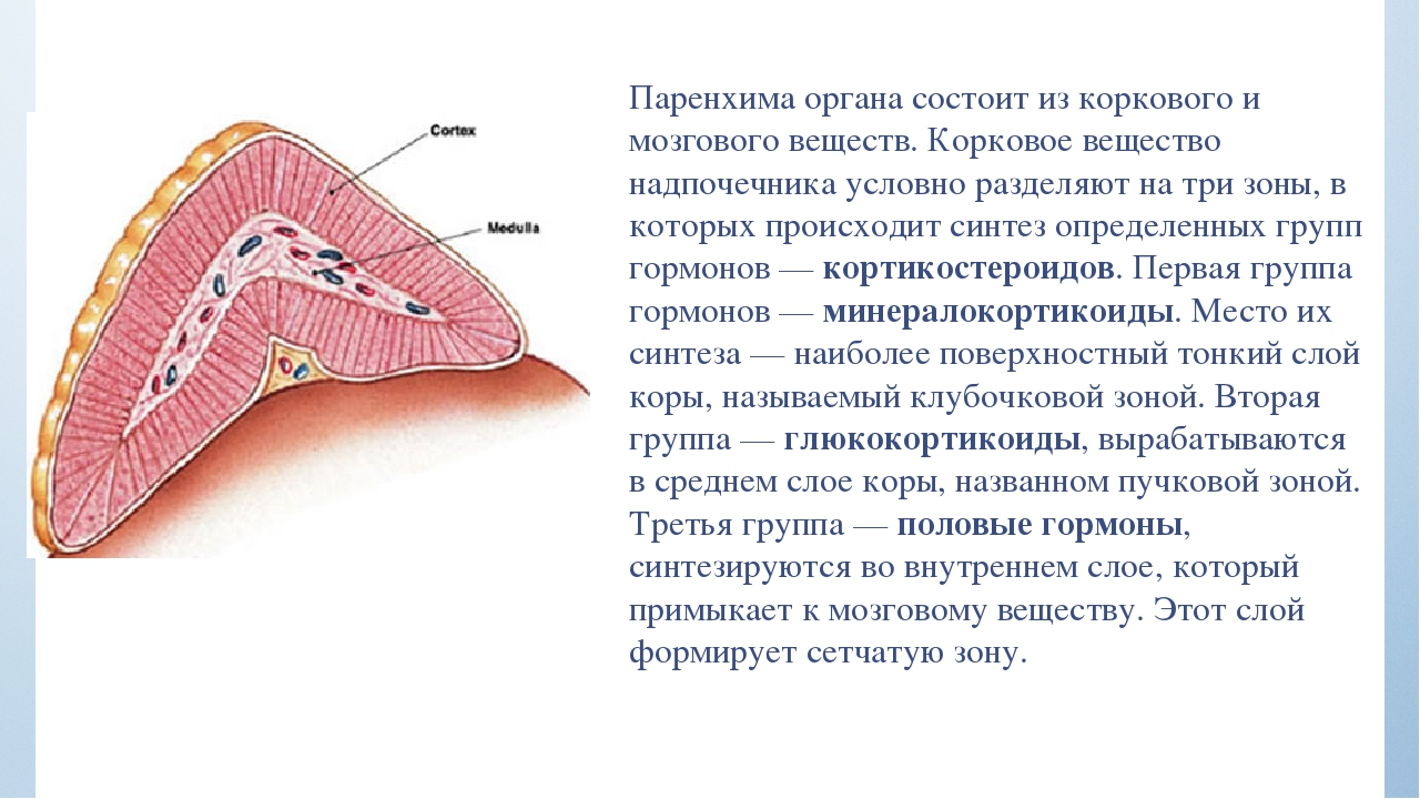 Где состоит. Паренхима коркового вещества надпочечников. Паренхима мозгового вещества надпочечников. Надпочечники паренхима строение. Паренхима и Строма в анатомии.