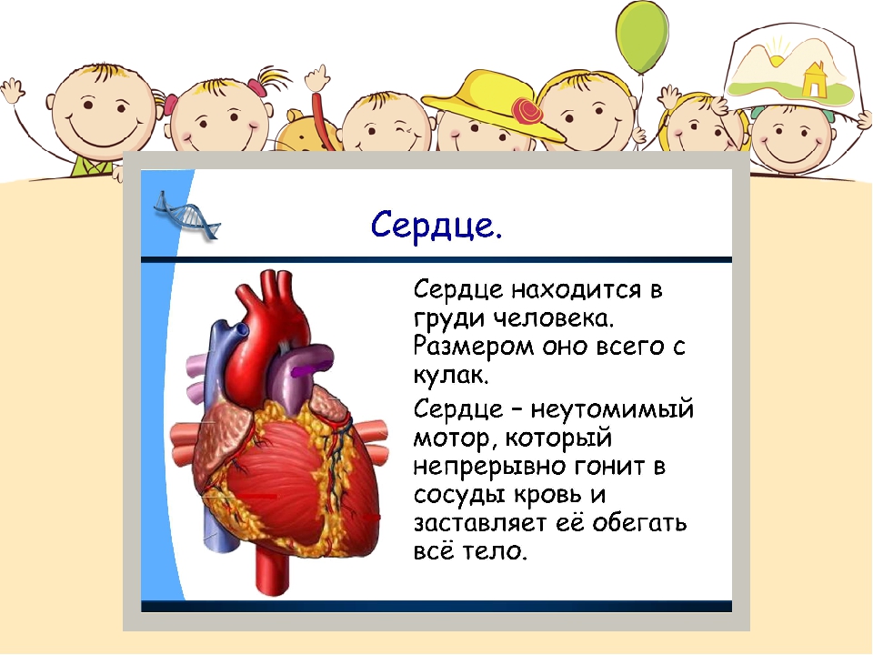 В которых любому органу будет. Интересные факты о сердце. Интересные факты о сердце человека. Интересные факты об органах человека для детей. Интересные факты о работе сердца.