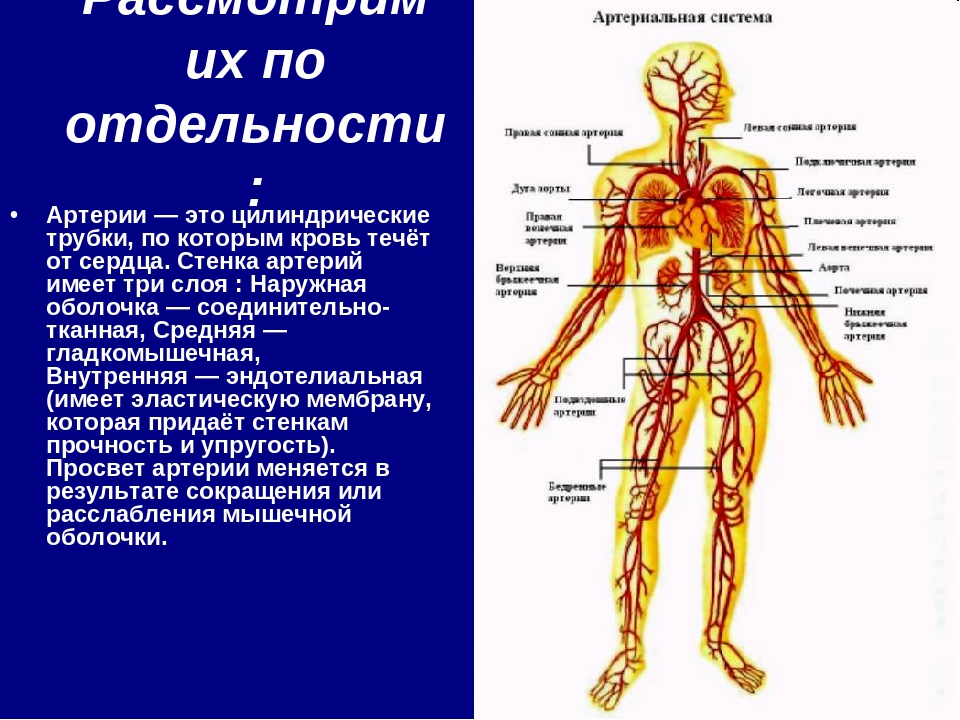 Сосудистая система. Сосудистая система человека. Сердечно-сосудистая система человека анатомия. Строение сосудистой системы человека.