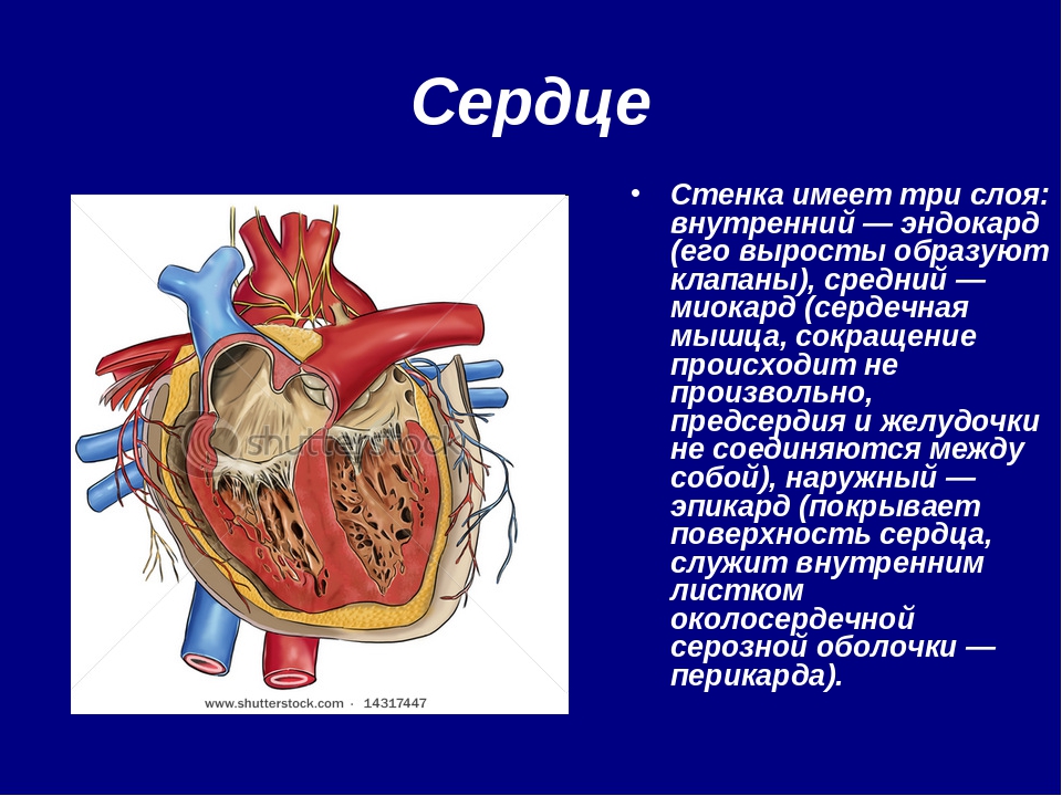 Сердечная стенка образована какой тканью. Строение сердца анатомия. Эндокард клапаны сердца. Стенка сердца имеет. Внутренний слой стенки сердца.