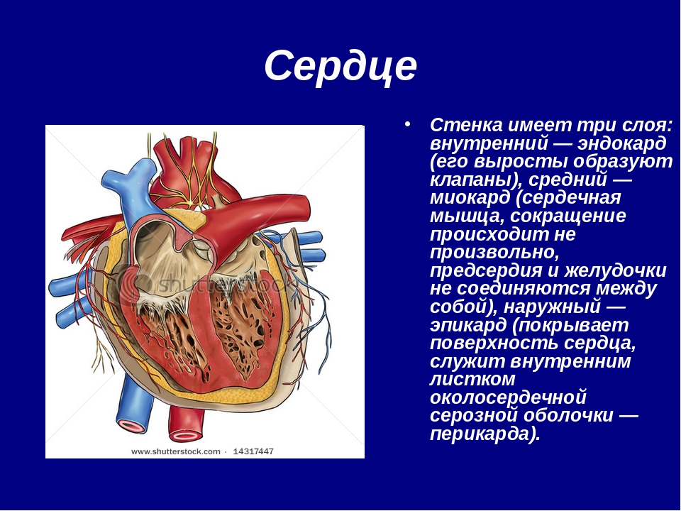 Сердечная стенка. Эндокард клапаны сердца. Производные эндокарда сердца. Эндокард выстилает сердце изнутри. Эндокард образует.