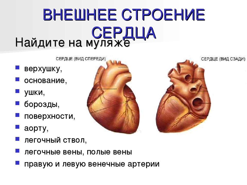 Анатомическое строение сердца презентация