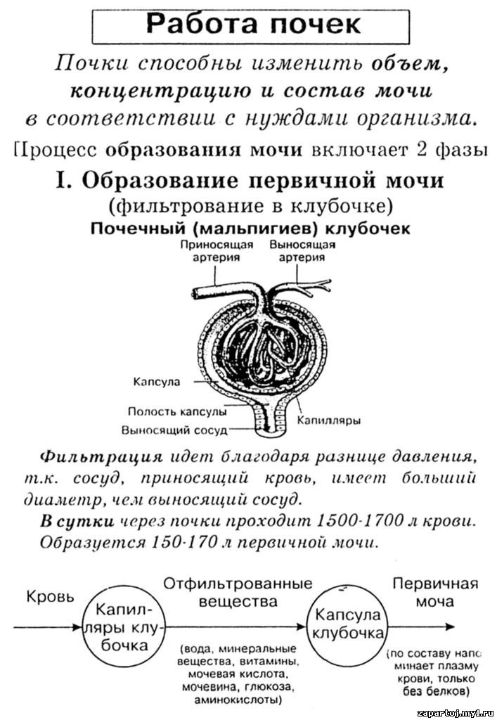 Образование почки. Работа почек. Функционирование почек схема. Принцип работы почек. Механизм образования первичной и вторичной мочи таблица.