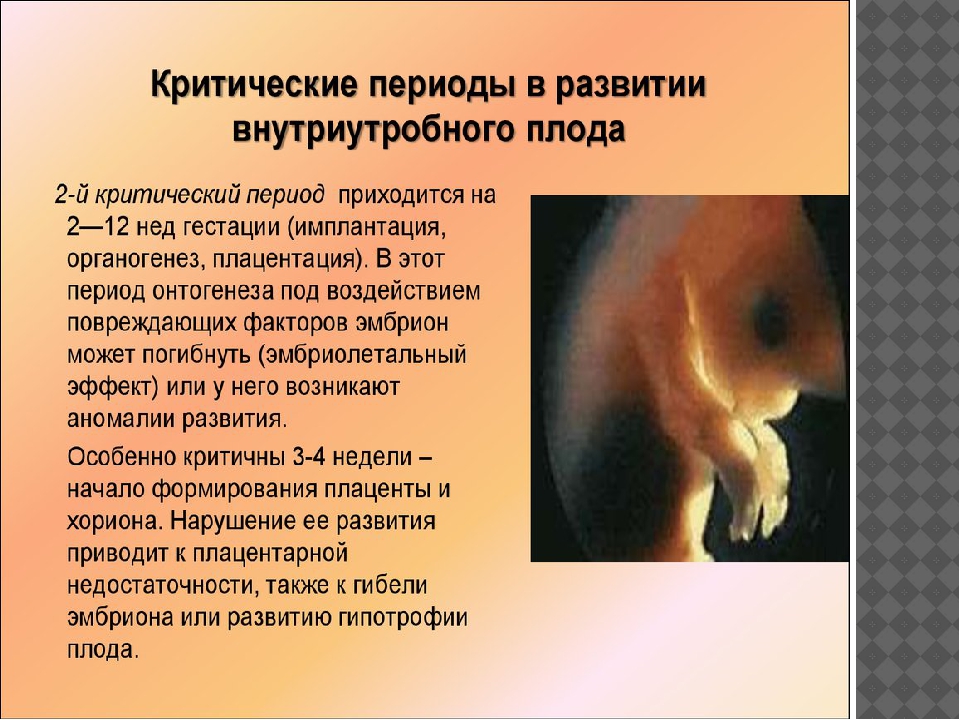 Особенности внутриутробного развития человека