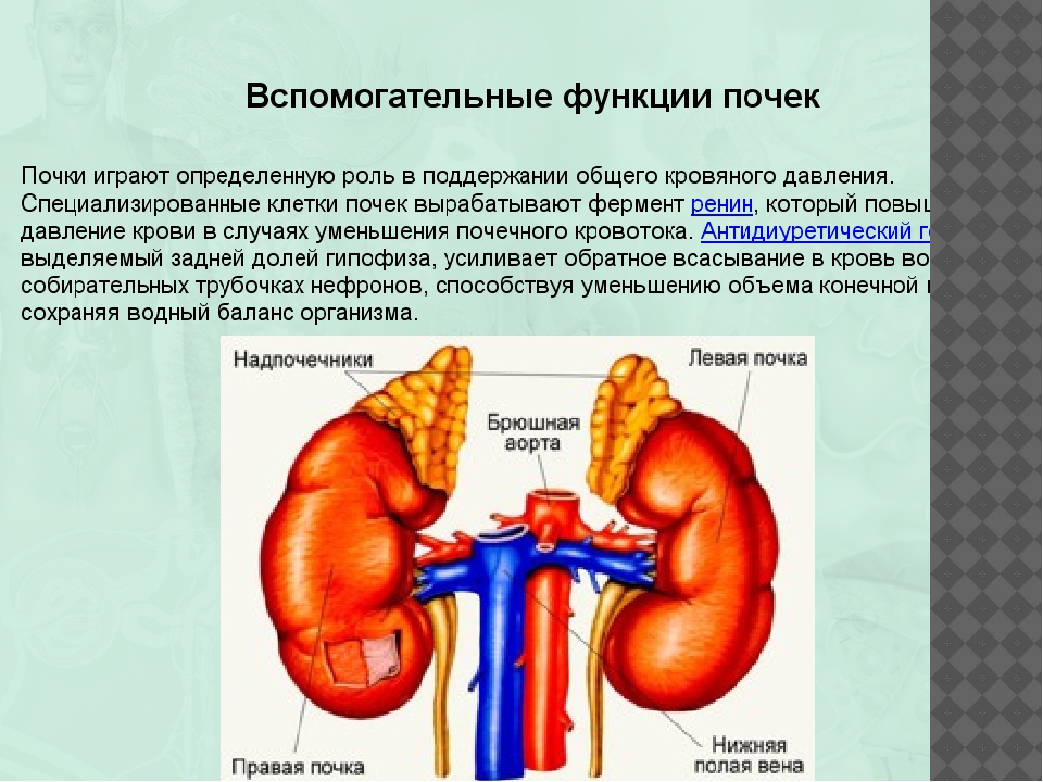 Профилактика почек