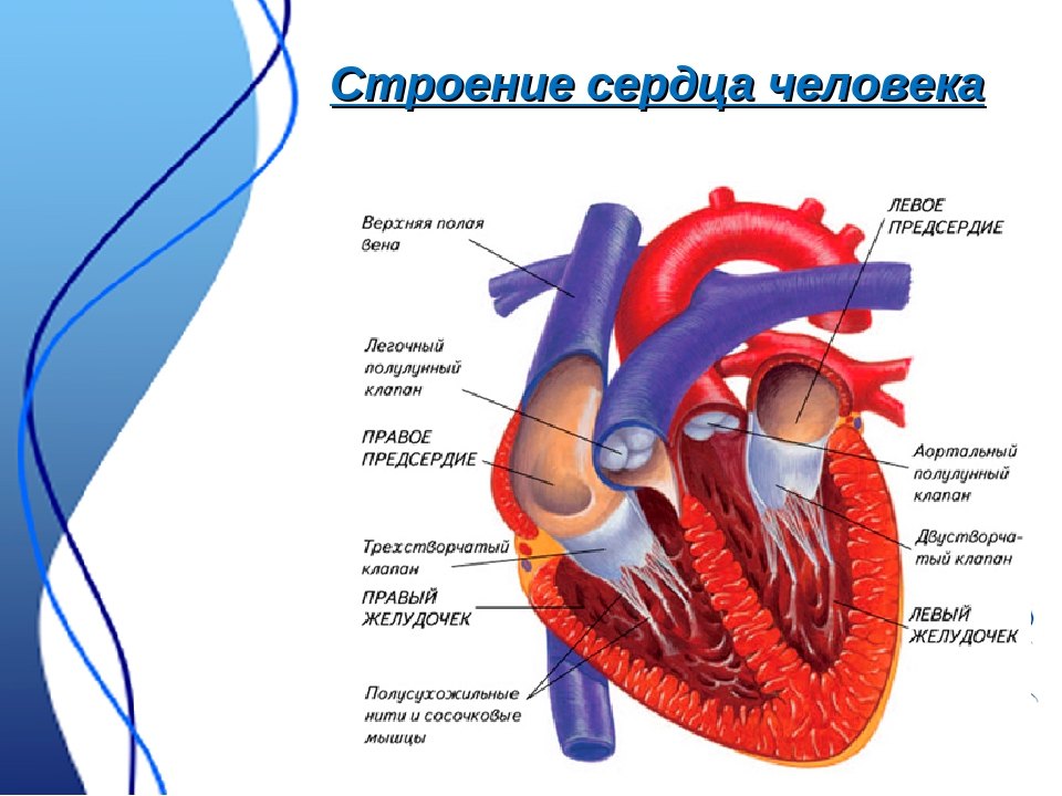 Презентация на тему строение сердца работа сердца