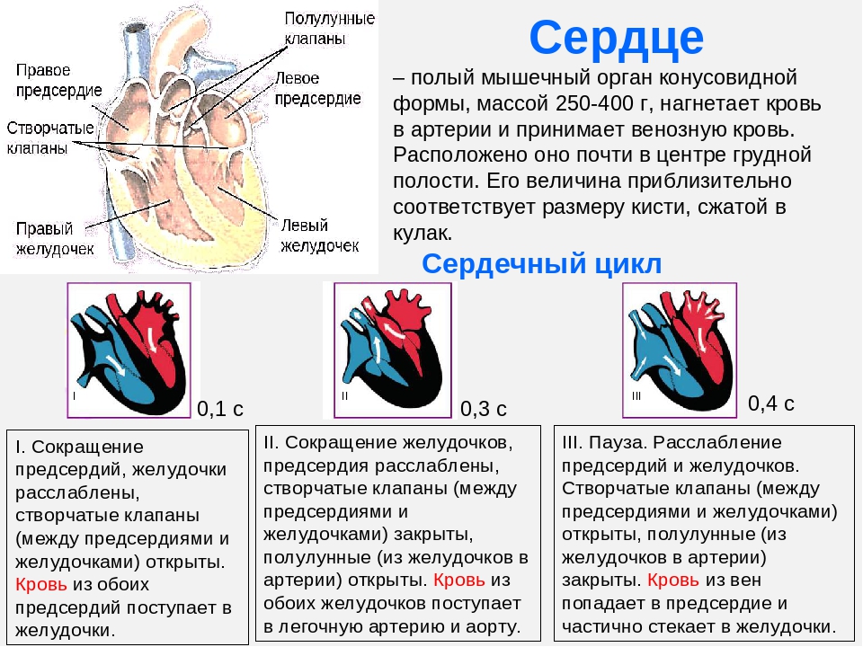 Где находится левый желудочек сердца у человека фото