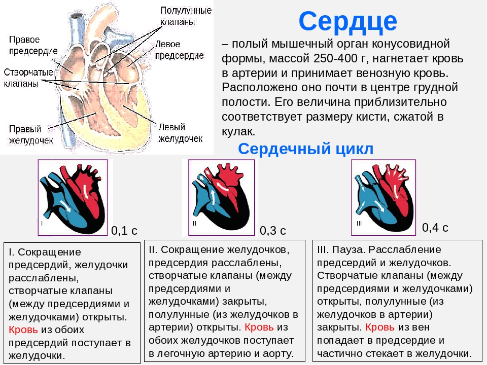 Картинка левый желудочек