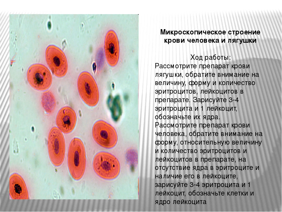 Лабораторная работа кровь лягушки. Препарат крови лягушки лейкоциты. Микроскопическое строение эритроцитов лягушки. Лейкоциты лягушки строение. Микроскопическое строение крови человека.