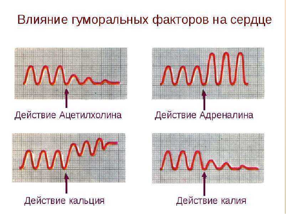 Действие сердца. Влияние ацетилхолина на работу сердца. Влияние адреналина на сердце. Воздействие ацетилхолина на сердце. Влияние адреналина и ацетилхолина на сердце.