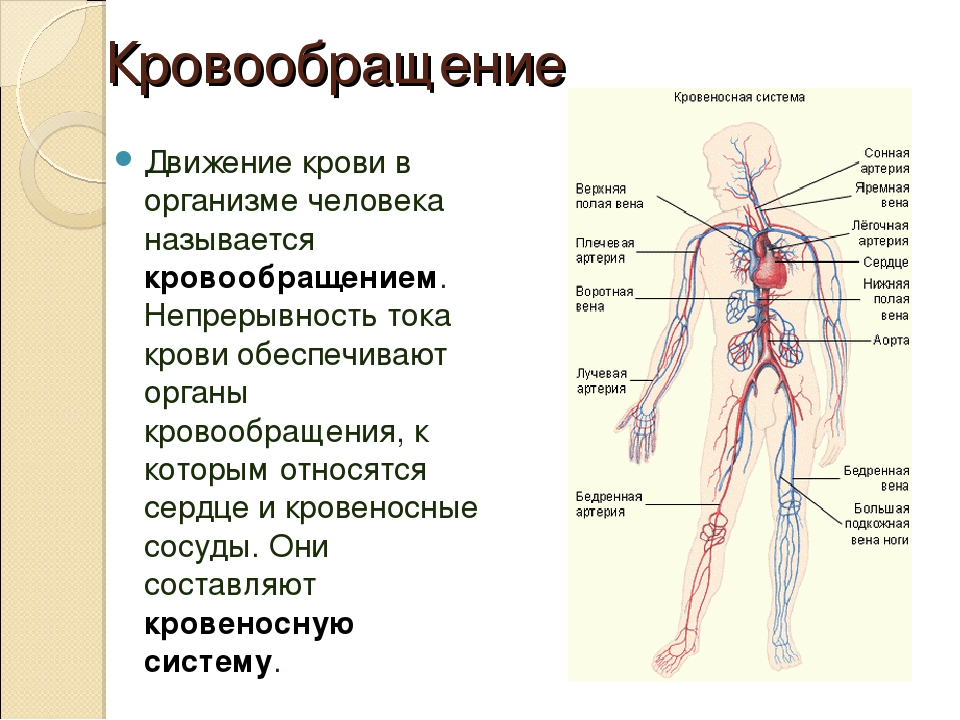 Непрерывное движение крови по организму. Кровеносная система кровообращение. Кровеносная система человека схема движения крови. Движение крови по кровеносной системе. Схема потока крови в организме.