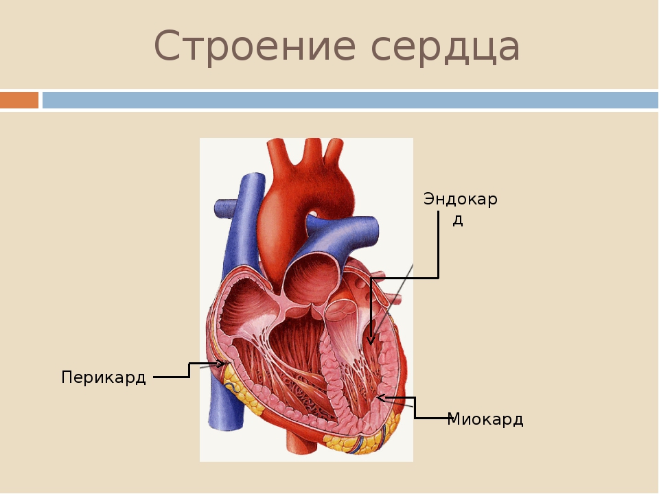 Миокард латынь. Строение сердца перикард миокард. Сердце перикард миокард эндокард. Строение эндокарда сердца. Строение сердца околосердечная сумка.