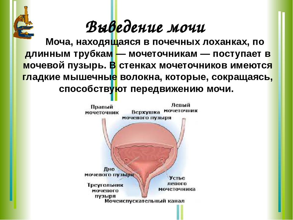 Откуда моча. Выведение мочи из почки в мочевой пузырь обеспечивает. Выведение мочи из мочевого пузыря. Вывод мочи из мочевого пузыря. Вывод мочи из мочевого пузыря у женщин.