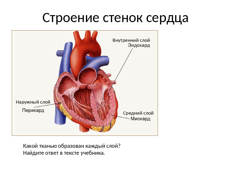 Стенки сердечной мышцы