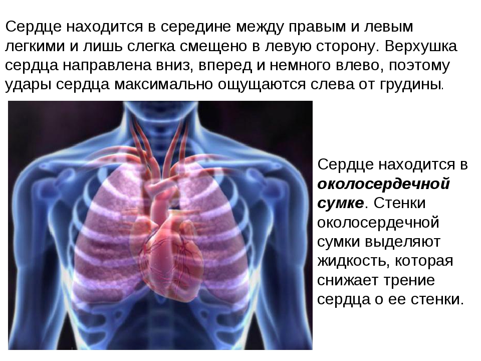 Расположить сердце. Сердце находится в середине. Сердце находится слева. Сердце посередине или слева. Сердце слева или справа у человека.