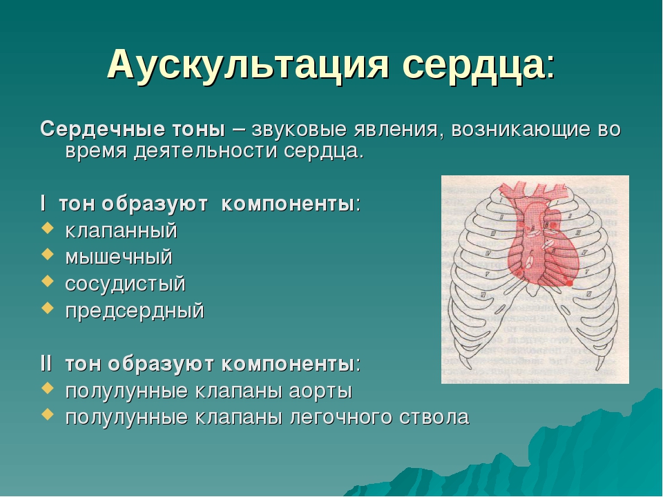 Точки аускультации сердца. Аускультация тонов сердца физиология. Аускультация сердца тоны. Аускультация сердца тоны сердца. Сердце выслушивается.