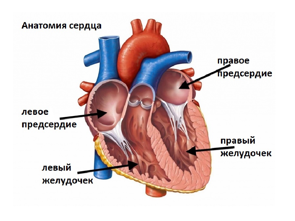 Предсердия расположены. Строение сердца желудочки предсердия. Строение правого желудочка сердца. Строение левого желудочка сердца. Левый желудочек сердца анатомия.