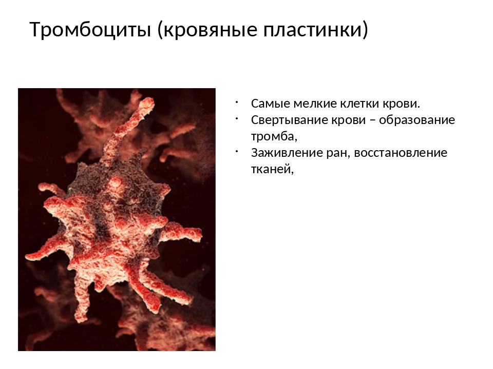 Тромбоциты. Кровяные пластинки. Тромбоциты кровяные пластинки. Тромбоциты это.