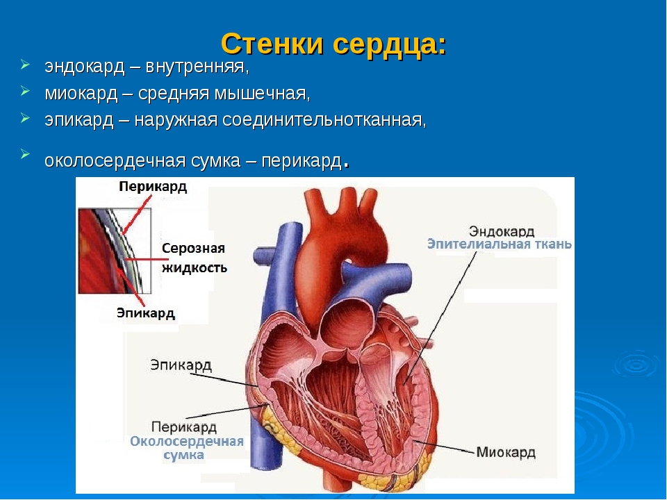 Миокард латынь. Строение сердца эпикард миокард. Сердце перикард миокард эндокард. Строение сердца перикард эндокард миокард эпикард. Строение сердца перикард миокард.