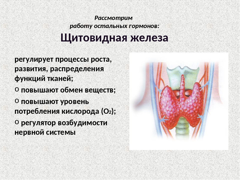 Железа регулирующая работу других желез. Регулируемые процессы щитовидной железы. Щитовидная железа строение функции гормоны. Характеристика щитовидной железы. Щитовидная строение и функции.