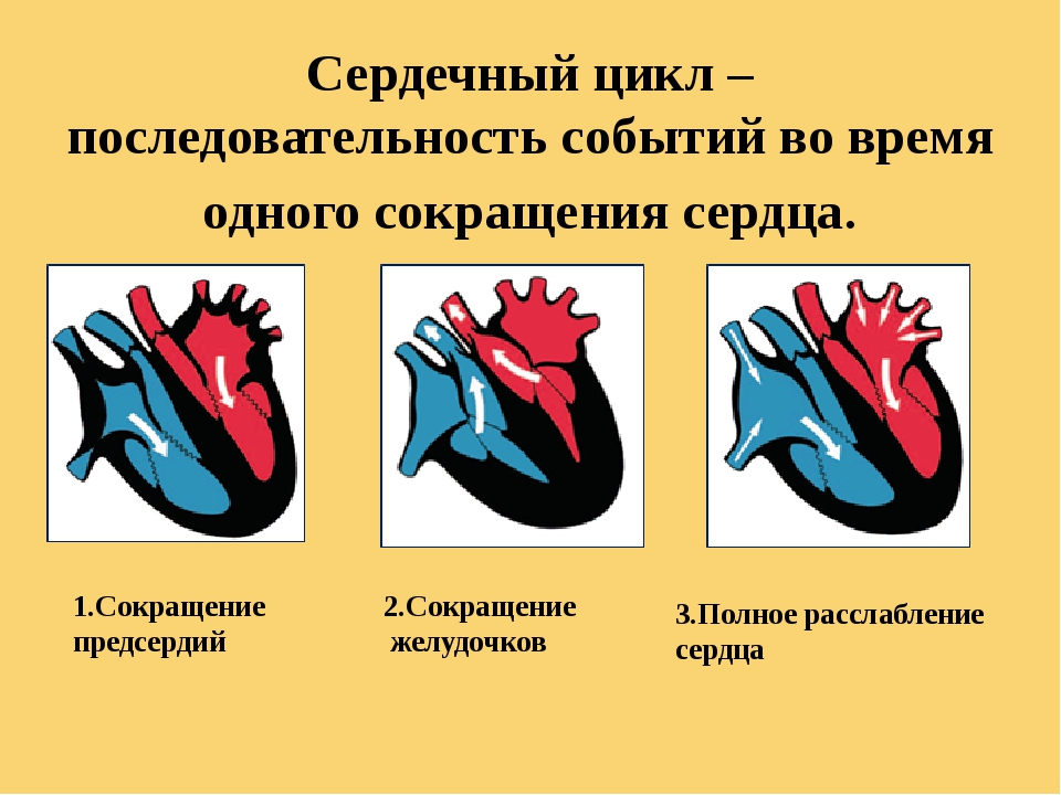 Общая систола сердца