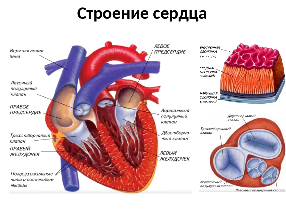 Процессы сердца. Сердечно сосудистая система строение сердца его функции. Сердце строение и функции анатомия. Строение сердца система сердца. Сердечно сосудистая система схема сердце.