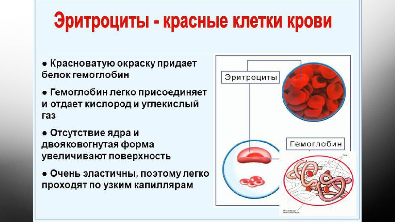 Цитоплазма эритроцитов человека
