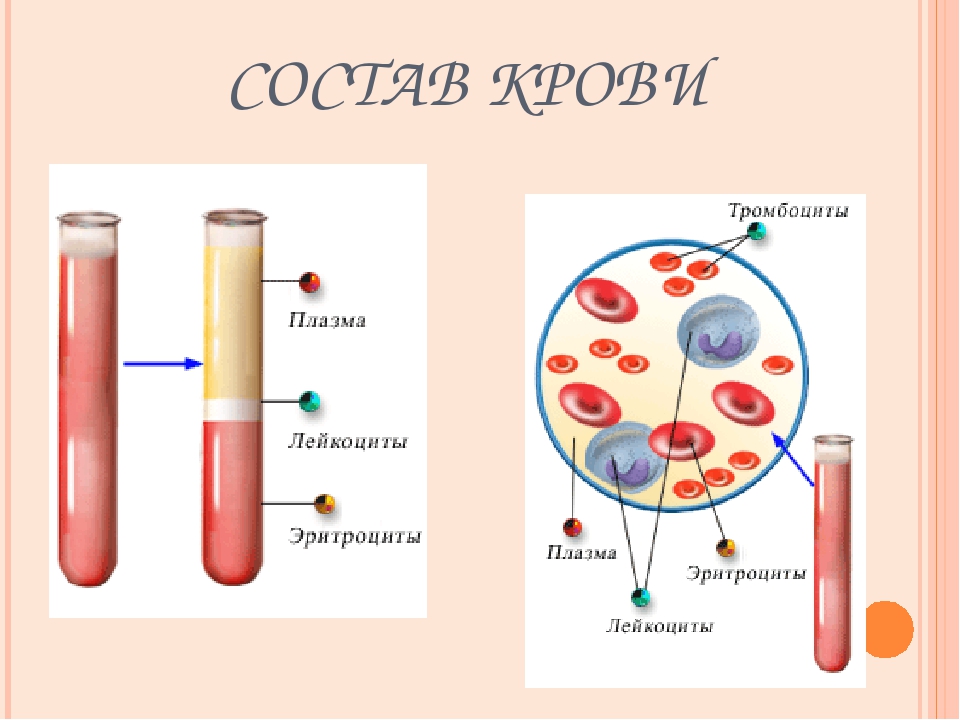 Кровь анатомия картинки