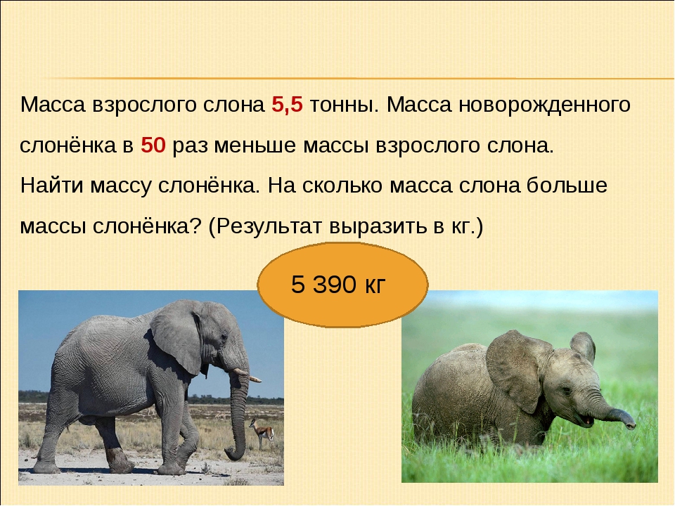 Слон сколько кг. Масса взрослого слона. Сколько весит слон. Вес индийского слона.