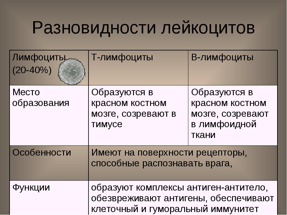 Отличия лейкоцитов. Т-лимфоциты и в-лимфоциты таблица. Функции лимфоцитов таблица. Лейкоциты классификация и функции. Лимфоциты характеристика биология 8 класс.