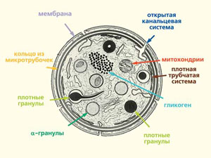 Рис. 2. Схема строения тромбоцита («Природа» №2, 2014)