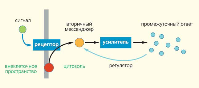 Рис. 3. Схема активации тромбоцита («Природа» №2, 2014)