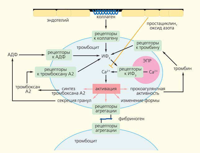 Рис. 4. Схема основных путей активации тромбоцита и его ответных реакций («Природа» №2, 2014)