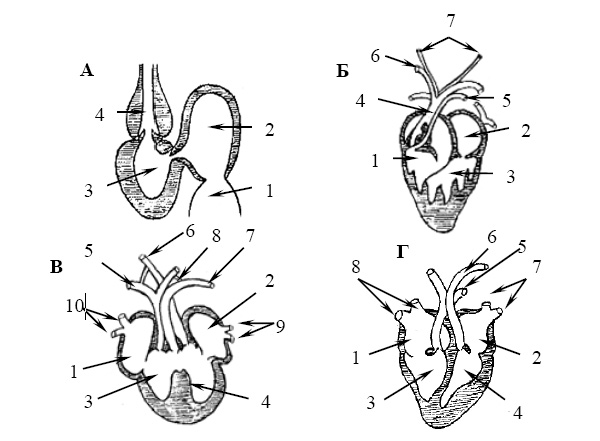 Эволюция сердца позвоночных. А. Рыба: 1 — венозный синус, 2 — предсердие, 3 — желудочек, 4 — луковица аорты. Б. Амфибия: 1 — правое предсердие, 2 — левое предсердие, 3 — желудочек, 4 — артериальный конус, 5 — левая кожно-легочная артерия, 6 — правая дуга аорты, 7 — сонные артерии. В. Рептилия: 1 — правое предсердие, 2 — левое предсердие, 3 — желудочек, 4 — внутрижелудочковая перегородка, 5 — правая легочная артерия, 6 — правая дуга аорты, 7 — левая дуга аорты, 8 — левый боталлов проток, 9 — легочные вены, 10 — полые вены. Г. Млекопитающее: 1 — правое предсердие, 2 — левое предсердие, 3 — правый желудочек, 4 — левый желудочек, 5 — левая легочная артерия, 6 — левая дуга аорты, 7 — легочные вены, 8 — полые вены. Источник: biology.bsmu.by