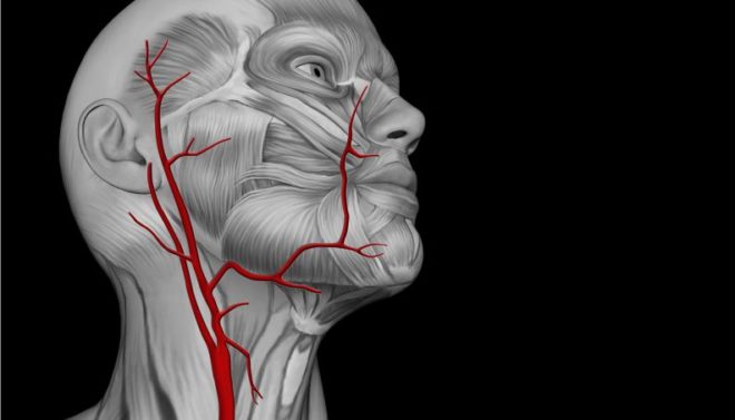артерии на шее 