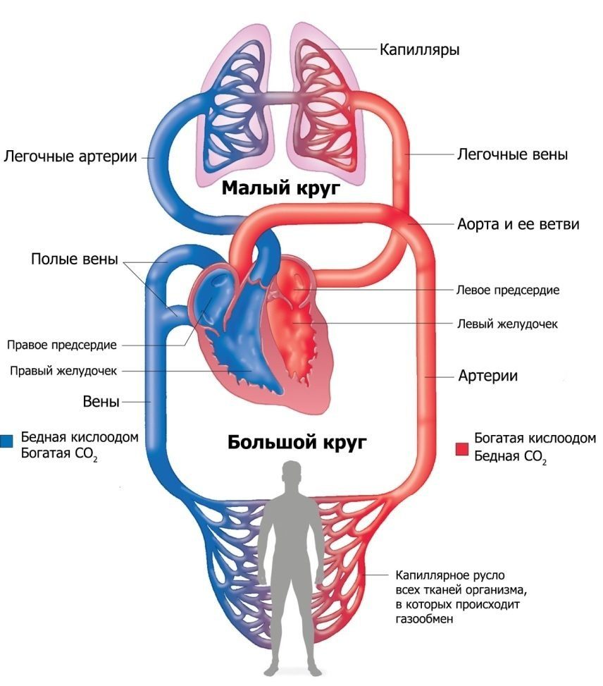 Сосудистая система человека, два круга кровообращения