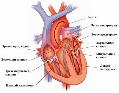 Сердце включает в себя