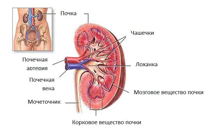 О паренхиме