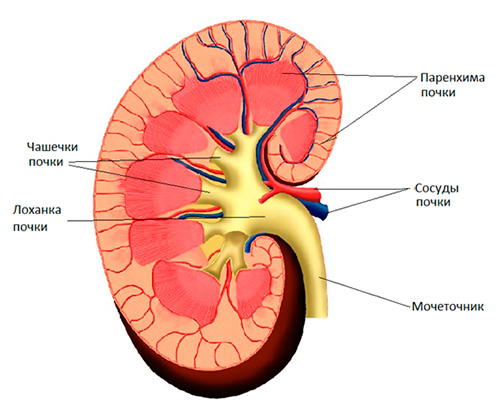 Строение почки