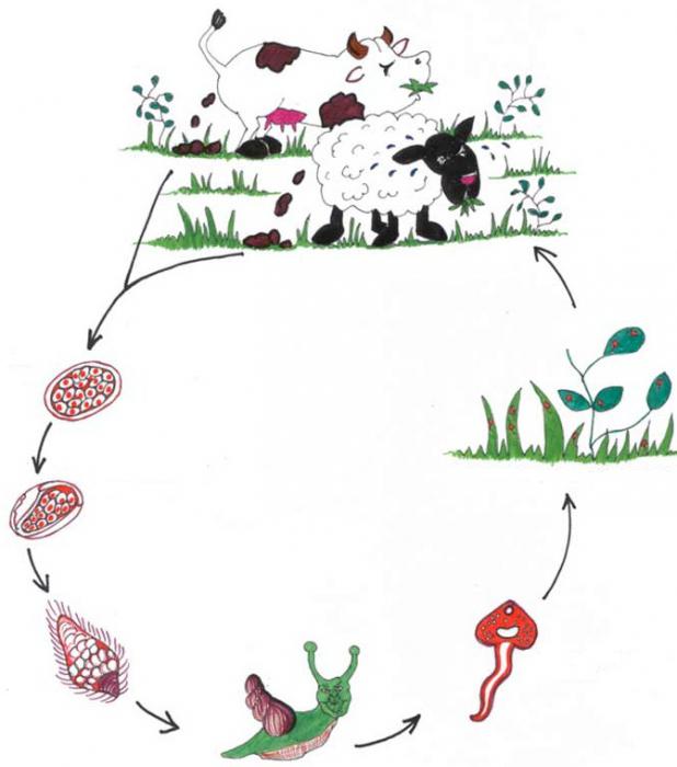 схема цикл развития печеночного сосальщика 