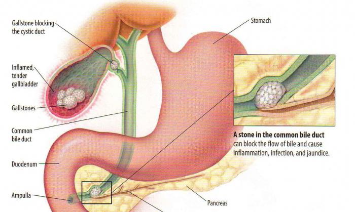 Желчный пузырь функции в организме 