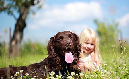 породы собак для аллергиков и астматиков 