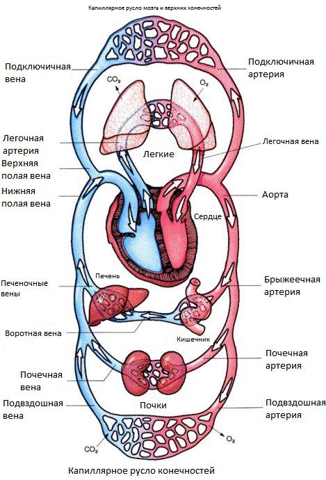 Круги кровообращения человека, схема