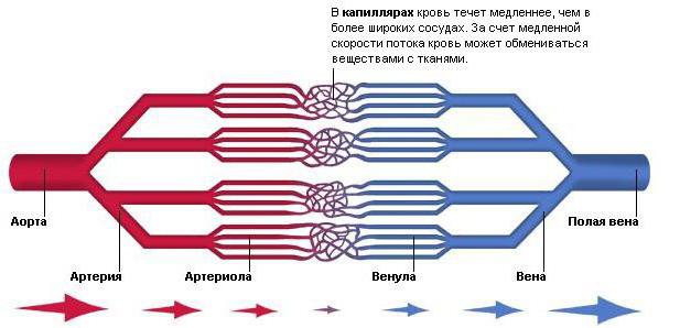 легочная артерия