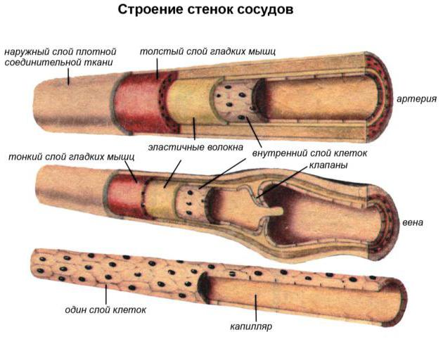 артерии человека