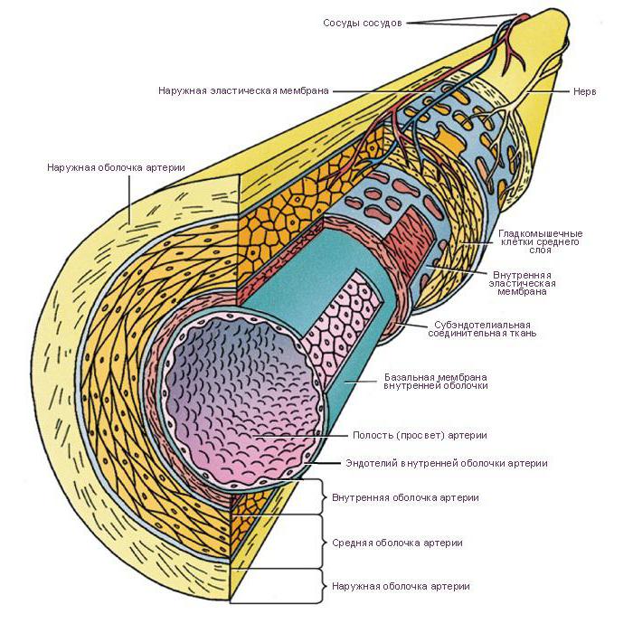 средний слой артерии состоит из