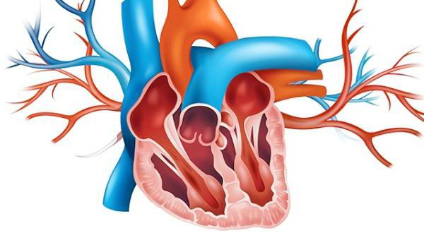 как устроено сердце каковы его функции
