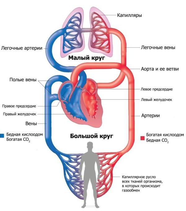 как устроено сердце и как оно работает